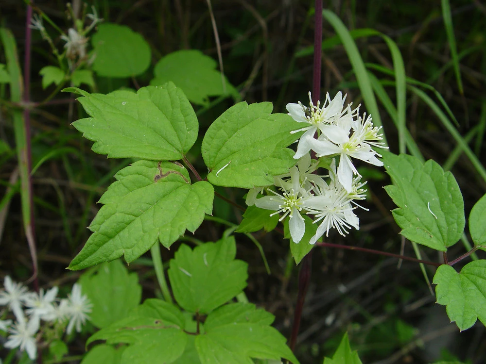 Clematis Virginiana - Fall Blooming Love Vine - 2.5" Pot - Very Hard Vine 2 Clematis Virginiana - Fall Blooming Love Vine - 2.5" Pot - Very Hard Vine - Image 2