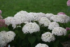Invincibelle Wee White® Hydrangea - 4" Pot - Proven Winners -Plant Shop weewhite1 66088.1615344638