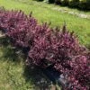 VERY FINE WINE™ Weigela - Perennial Shrub - Pink Blooms - 4" Pot - Proven Winners