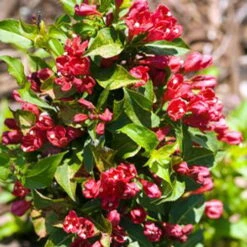 Red Sonic Bloom® Weigela - Lipstick Red, Everblooming - Proven Winners - 4" Pot