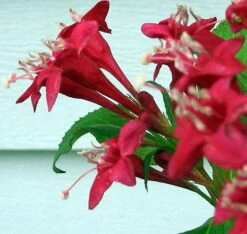 Red Sonic Bloom® Weigela - Lipstick Red, Everblooming - Proven Winners - 4" Pot -Plant Shop weigeliasonicred3 25812.1615344518