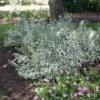 White Album™ Euonymus - Proven Winners - Great Evergreen Groundcover - 4" Pot