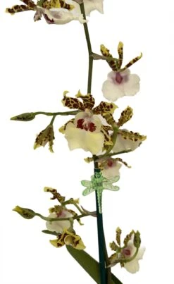 Wild Willie Pacific Bingo Orchid - Odontocidium - 4" Pot - Collector Orchids