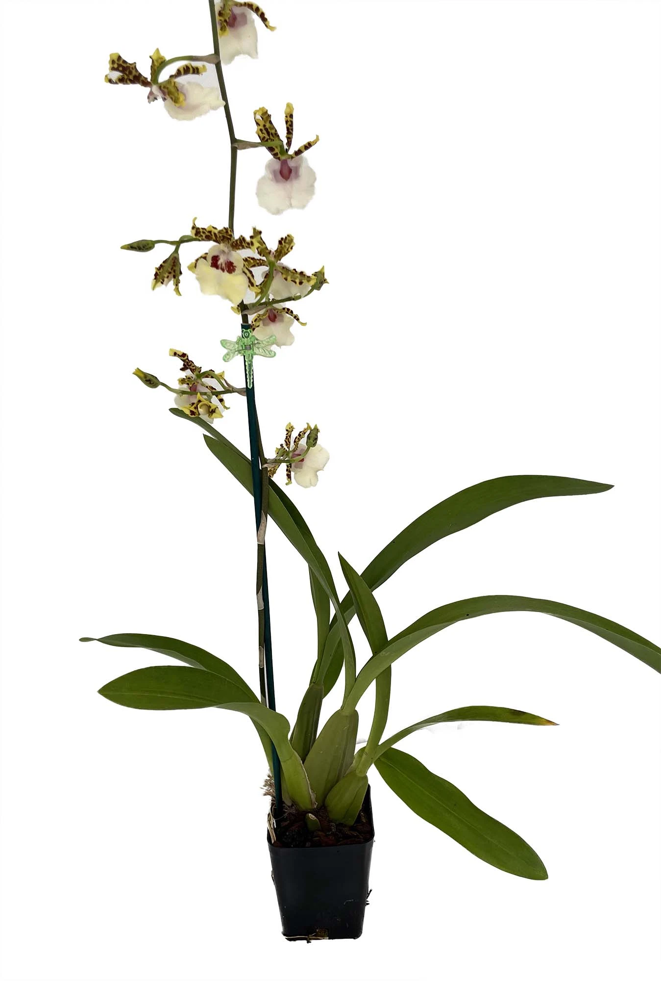 Wild Willie Pacific Bingo Orchid - Odontocidium - 4" Pot - Collector Orchids 2 Wild Willie Pacific Bingo Orchid - Odontocidium - 4" Pot - Collector Orchids - Image 2