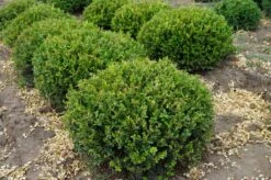 Winter Gem - Buxus - Grows In Sun Or Shade - 4" Pot -Plant Shop wintergembuxus2 71387.1615344672