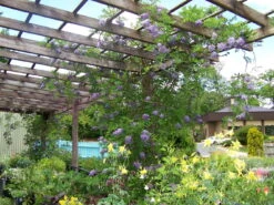 Amethyst Falls Wisteria Vine - 4" Pot -Plant Shop wisteriaamethystfallshr5 27069.1630674917