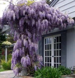 Amethyst Falls Wisteria Vine - 4" Pot -Plant Shop wisteriaamethystfallshr6 15255.1630674917