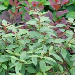 YANG™ Viburnum Shrub - Compact Hybrid - Proven Winners - 4" Pot -Plant Shop yang viburnum 3 1080 1080 60 72279.1615344739