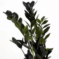 Black Queen ZZ Plant - Zamioculcas - 4" Pot - Collector's -Plant Shop zamioculcas zamiifolia supernova black h85cm plants almost paradise berlin 172919 1024x1024402x 70021.1686716410