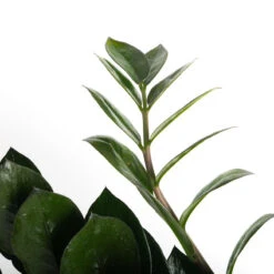 Black Queen ZZ Plant - Zamioculcas - 4" Pot - Collector's -Plant Shop zamioculcas zamiifolia zz plant supernova plants grow tropicals 832841 800x 18875.1686716410