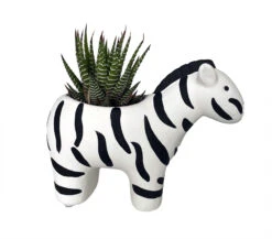 Zebra Stripes Planter With Live Zebra Haworthia Succulent Plant - 3" X 6" X 4.5"