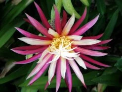 Zig Zag, Ric Rak, Fish Bone Cactus - Selenicereus - 6" Pot - Fragrant -Plant Shop zigzag1 81087.1601315447