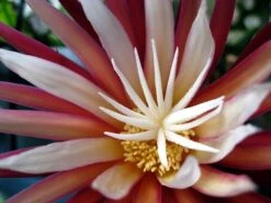 Zig Zag, Ric Rak, Fish Bone Cactus - Selenicereus - 6" Pot - Fragrant -Plant Shop zigzag2 24196.1601315447